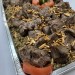 Meat Mansaf with Freekeh (Catering) thumbnail